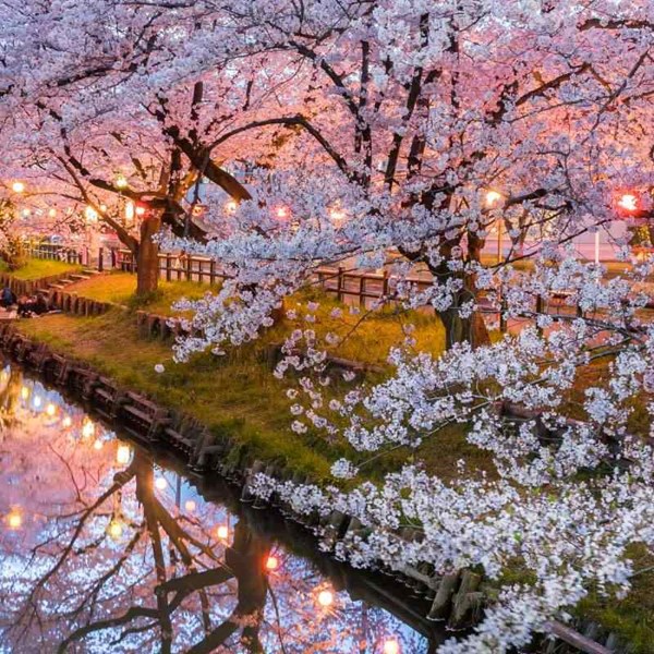 Cherry Blossoms in Japan